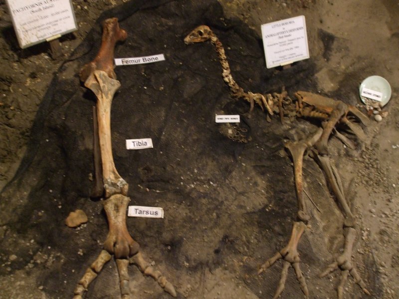 Moa bones in Ngarua Caves
