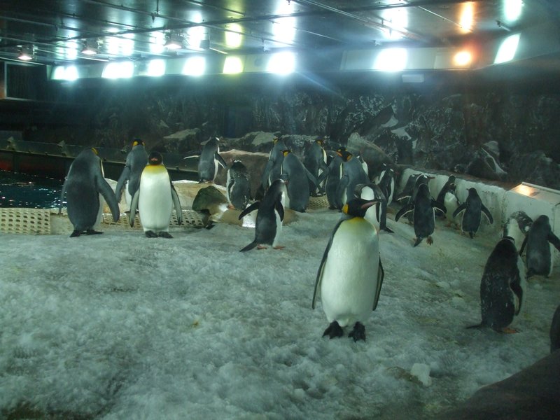 King and Gentoo penguins 