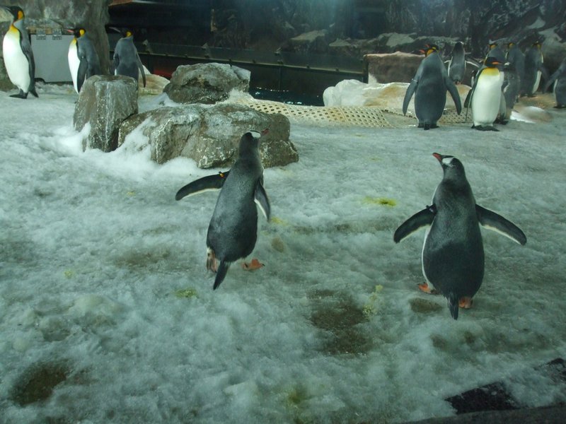 Gentoo penguins waddle away