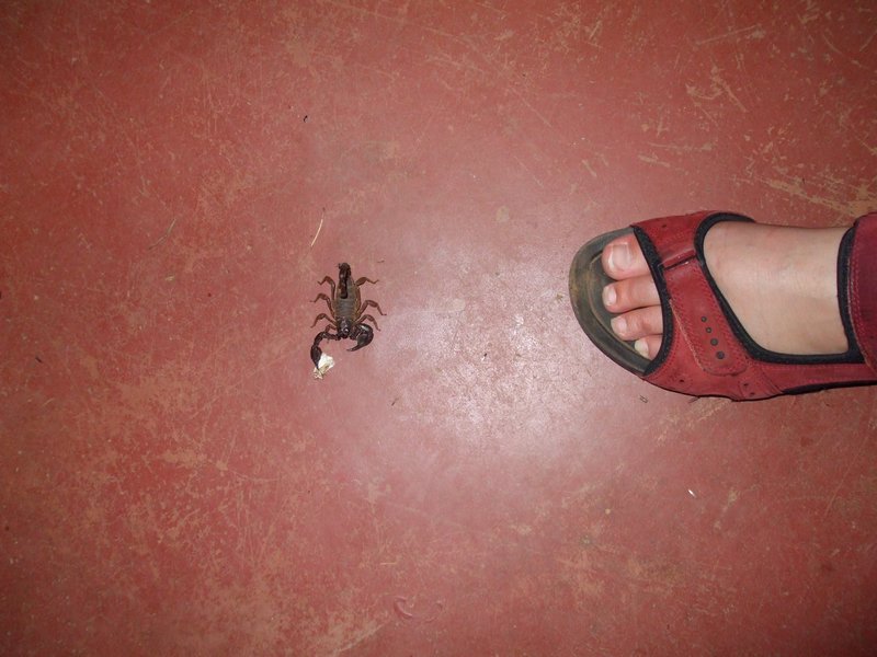 Scorpion for scale