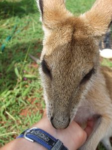 Wallaby