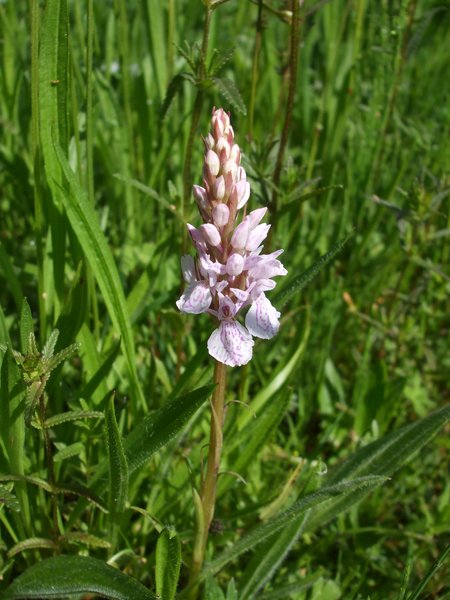Common spotted orchids