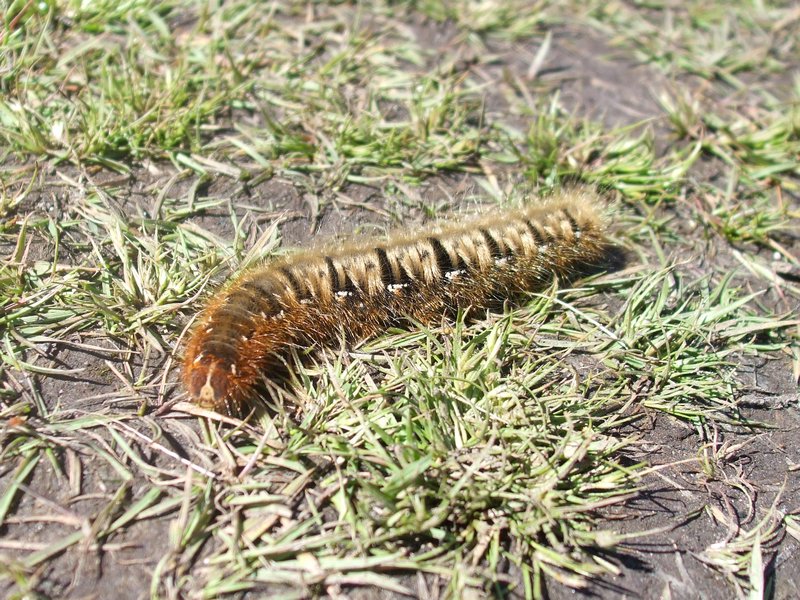 Oak eggar caterpillar