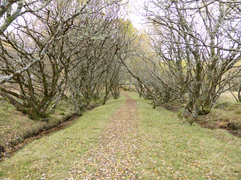 Tree-lind track