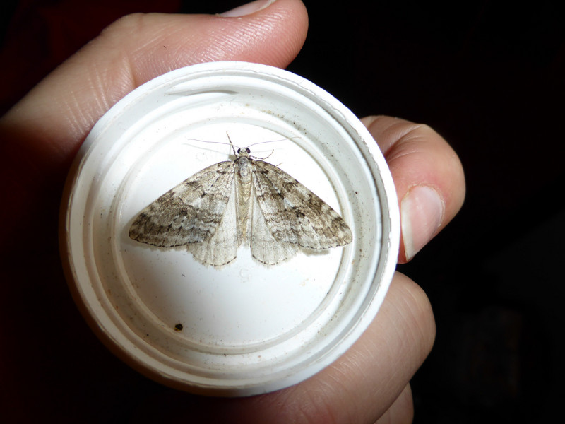 November moth