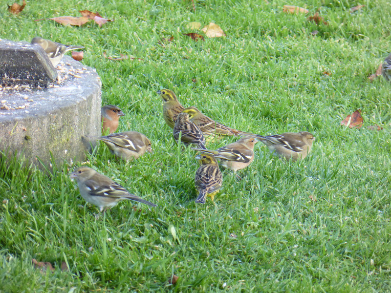 Siskins & chaffinches