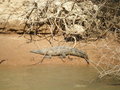 Krokodil am Sonnenbaden