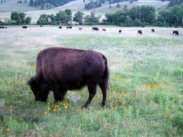 Where Buffalo Roam...at Custer State Park