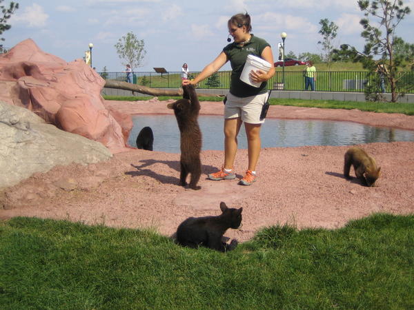 Baby Bears at Bear Country USA