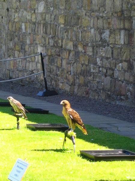 Birds of Prey at Alnwick Castle