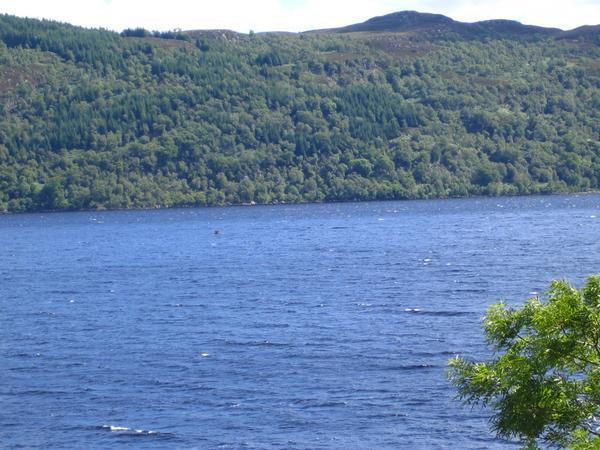 Our almost Nessie...opps boat sighting