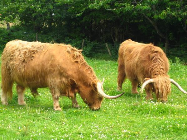 Scotland has the cutest cows!