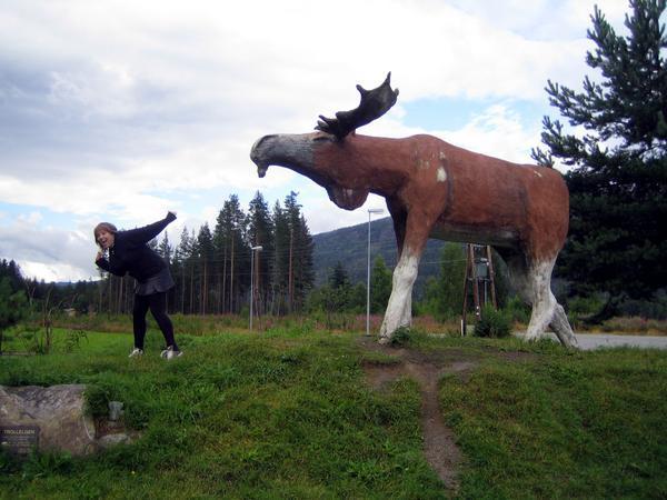 Chased by a Moose!