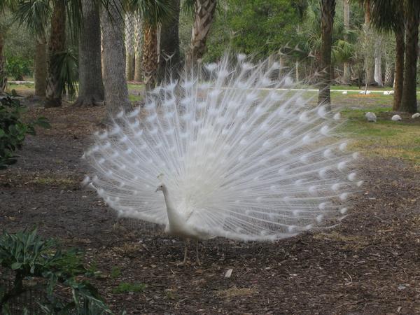 A white peacock at Green Meadows Farm