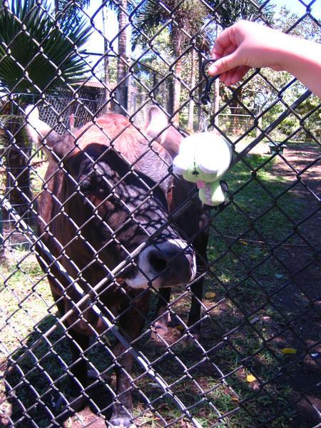 Hawaiian Cow 