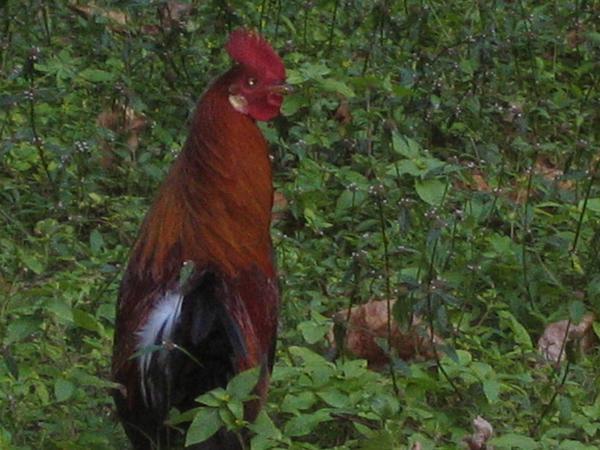 Hawaiian Wild Chicken