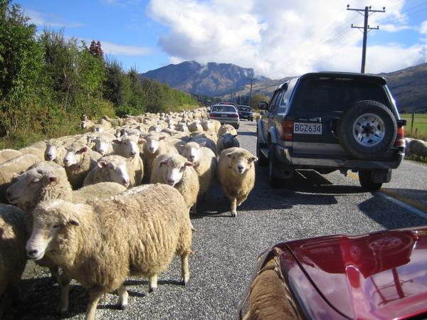 Sheep Traffic-jam