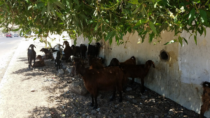 Walking to downtown Dahab