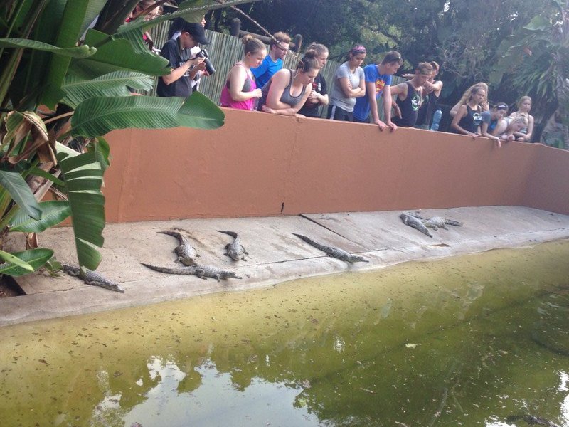Painting the crocodile enclosure