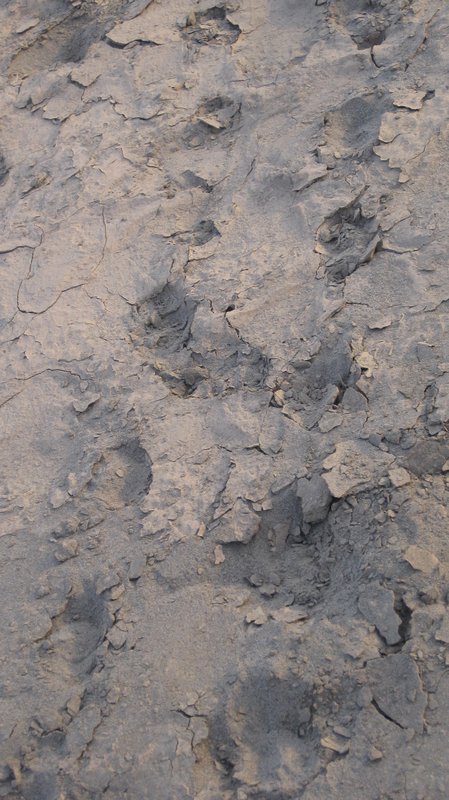 Turtle Footprints