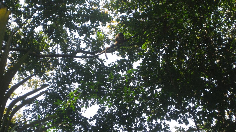Monkeys in the Rainforest