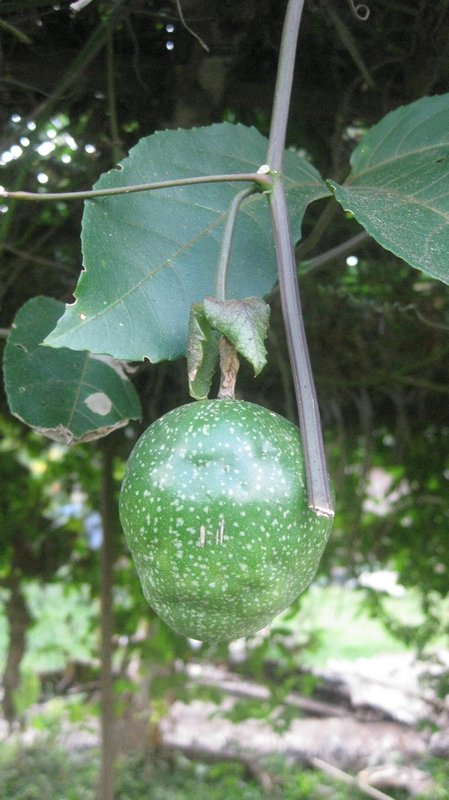 A passionfruit