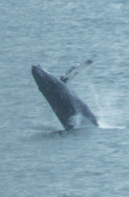 I saw a whale breach!