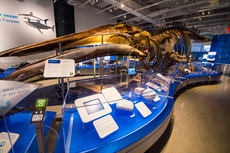 A blue whale skeleton!