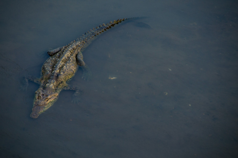 Crocodile Sighting