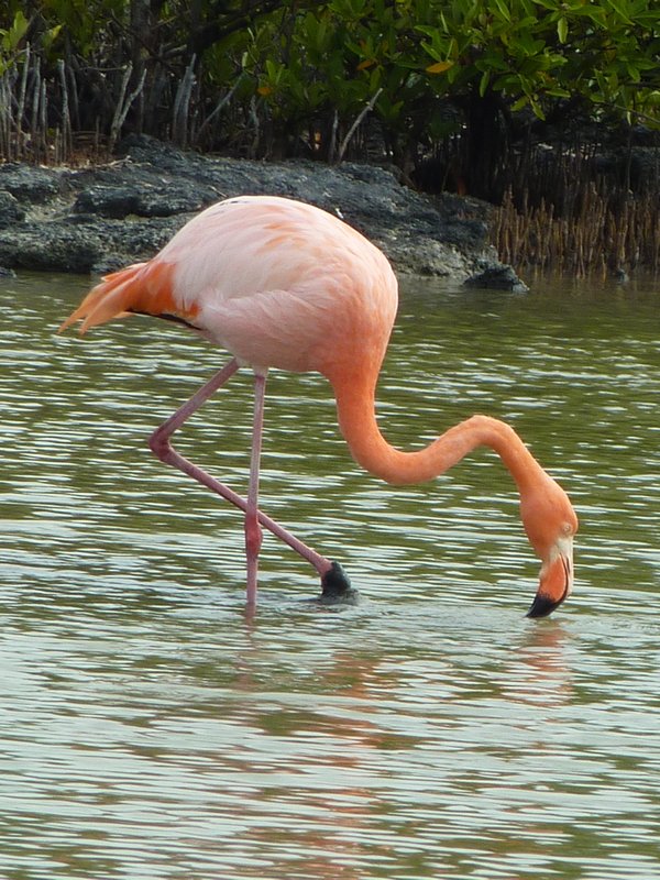 Pink flamingo (7)