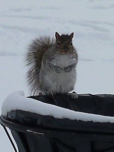Montreal - squirrel searching for food in a bin