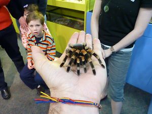 Victoria bug zoo - holding a tarantula