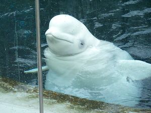 Vancouver aquarium - a beluga, a type of whale