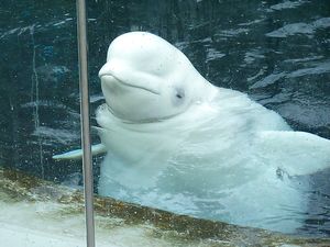 Vancouver aquarium - a beluga, a type of whale | Photo