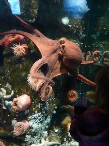 Vancouver aquarium