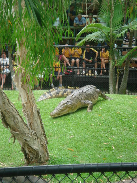 Crikey - what a croc!
