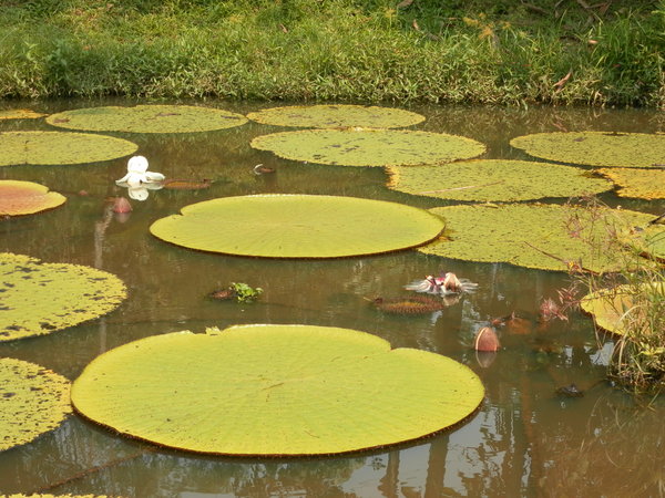 Victoria Regia