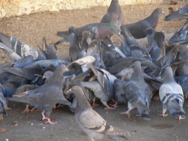 Pigeon frenzy