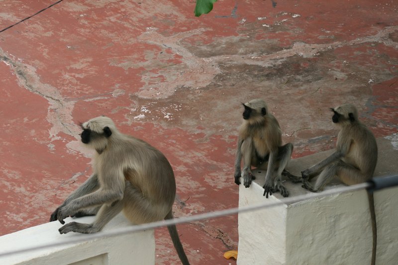 monkey business!