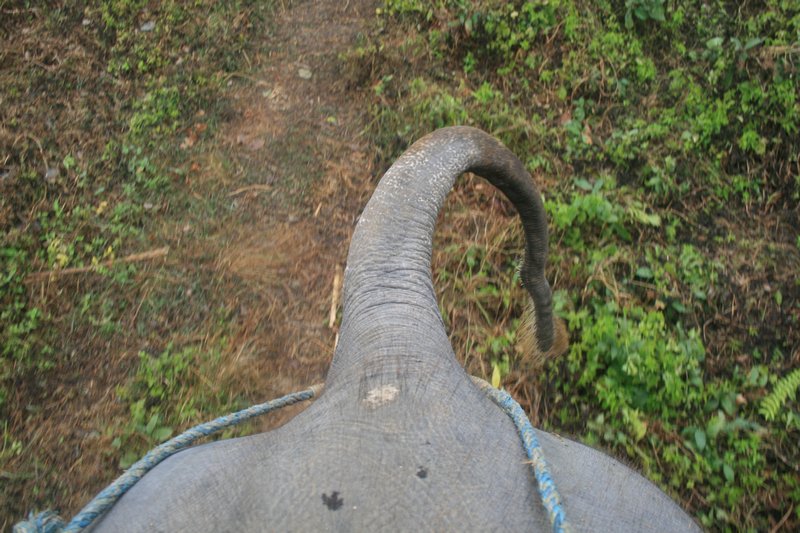 View from our elephant