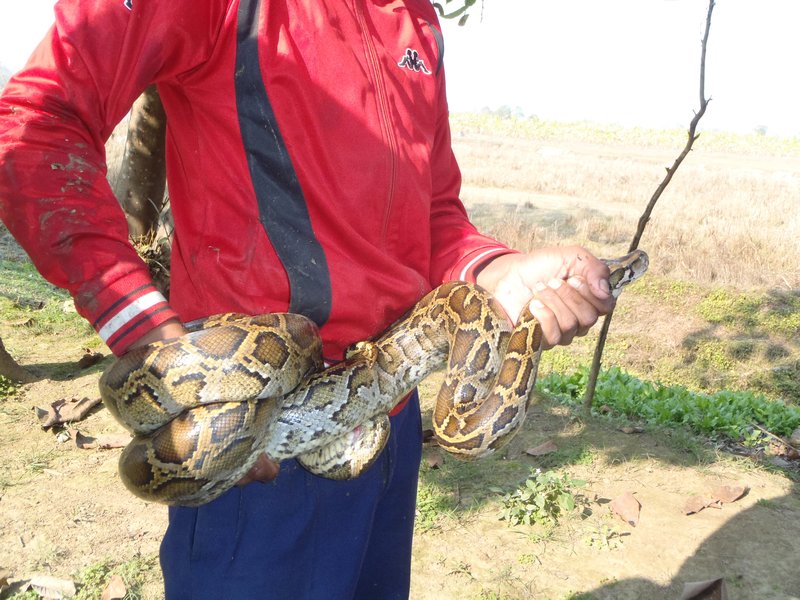 random boy found this snake at Sapana Lodge