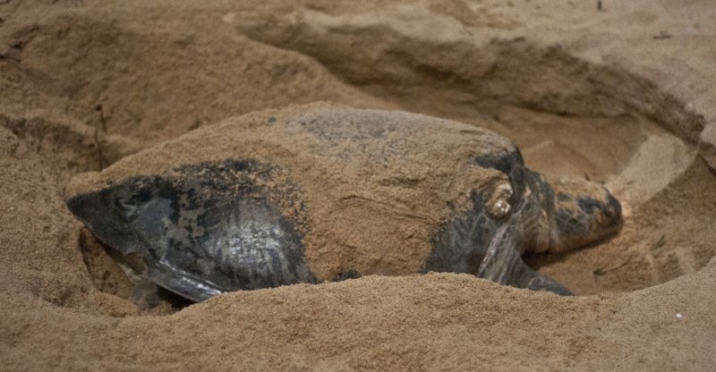 Turtles laying eggs