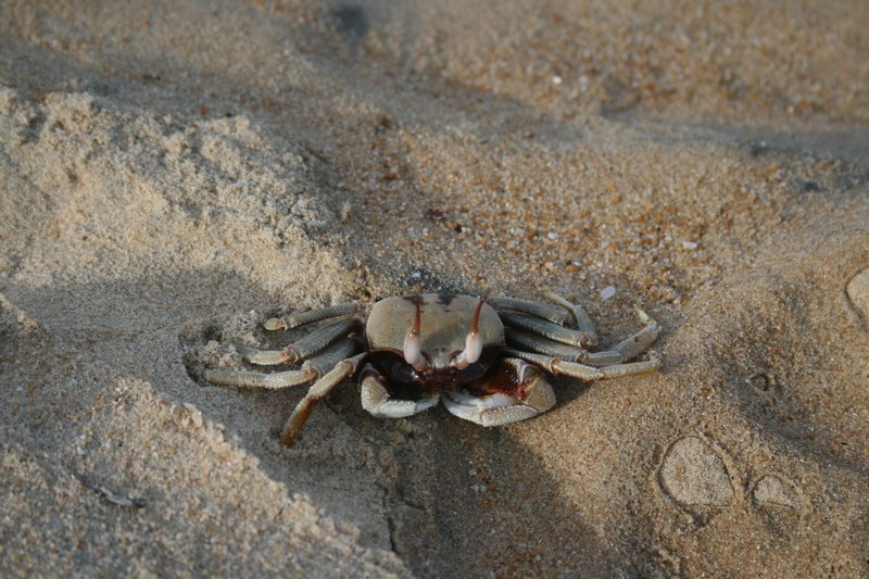 Little crab on the beach