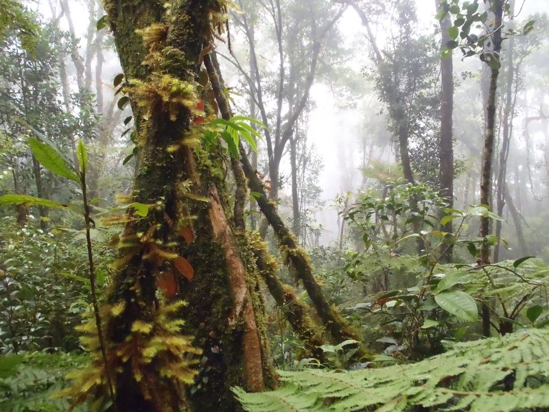 Forest around Mt Kinabalu