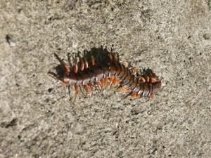Pension Bonjour  Poisonous Centipede