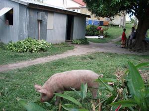 Kadavu Piggy