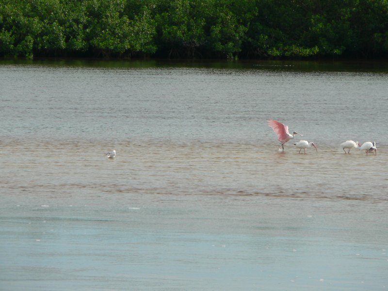 Roseate Spoonbill and Friends