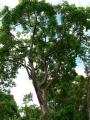 Towering Gumbo Limbo Tree