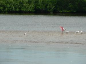Roseate Spoonbill and Friends
