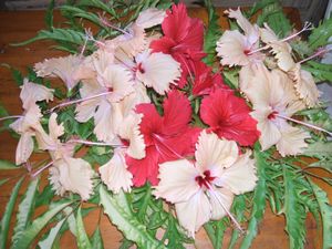 Hibiscus decorations